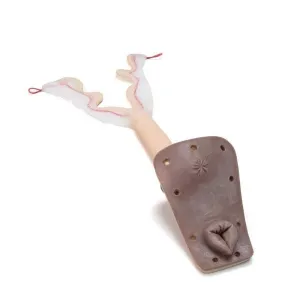 Uterus For Training Female Dog and Leopardess Model